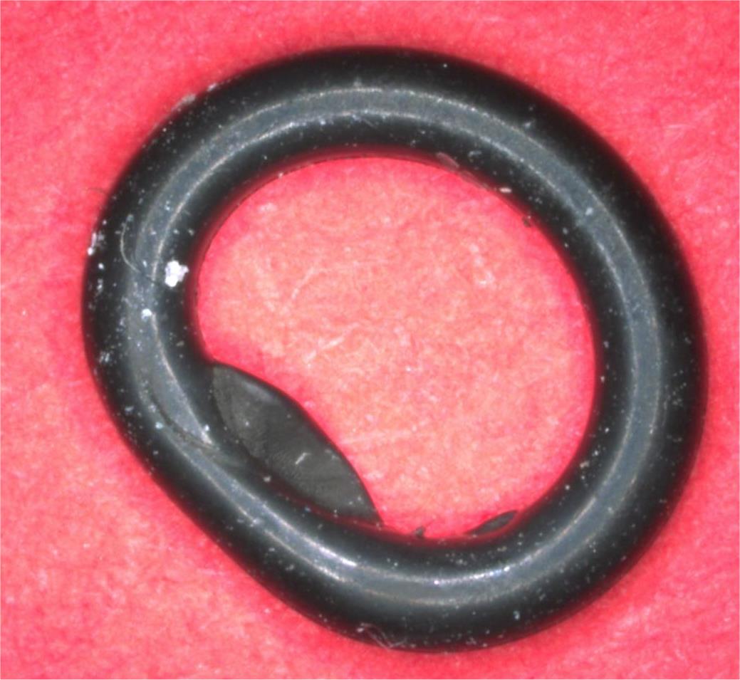 Bild 2: Quetschung durch Fehlpositionierung der Dichtung (Bild: O-Ring Prüflabor Richter GmbH)